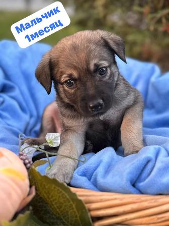 Собака щенок мальчик