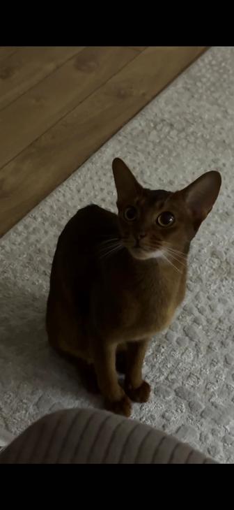 Абиссинская кошка, умный туалет в ПОДАРОК