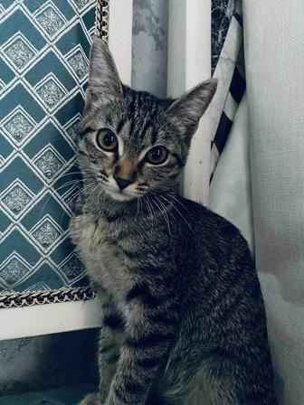 Котенок отдам хорошие руки