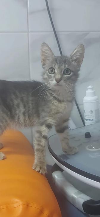 Котенок мальчик 2 мес бесплатно