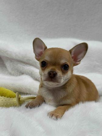 Чихуахуа очаровашки