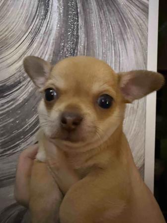 Чихуахуа очаровашки