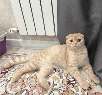 Шотландская вислоухая