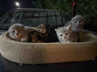 Шотландские котята