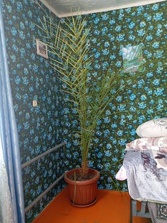Финиковая пальма. Комнатное растение