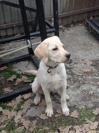 Щенок лабрадора девочка(метис)