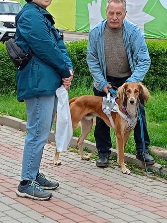 Тазы кобель на вязку