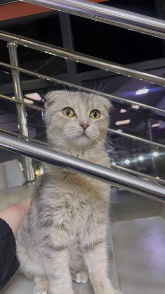 Продам шотландского котеночка