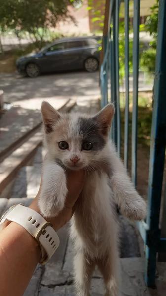 Ищет дом трехцветный котенок, девочка