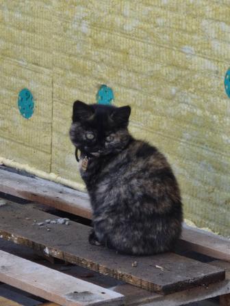 Пропал котенок