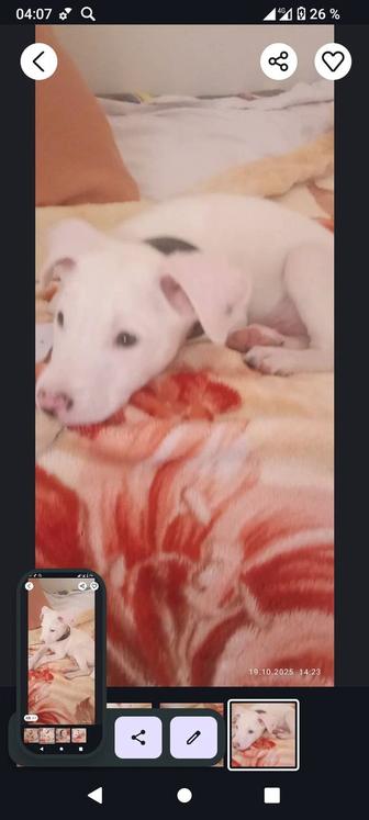 Продам щенка питбуль смешанный со стаффордом