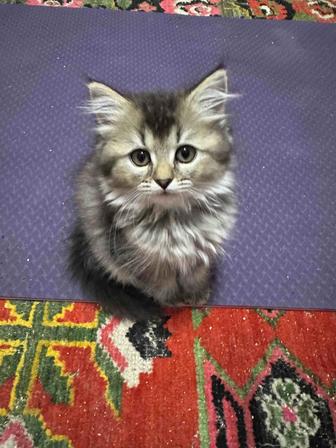 Котенок Сибирский девочка 2 месяца