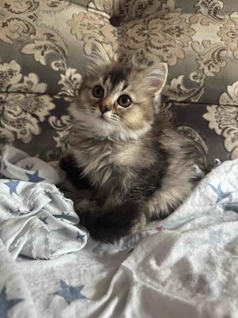 Котенок Сибирский девочка 2 месяца
