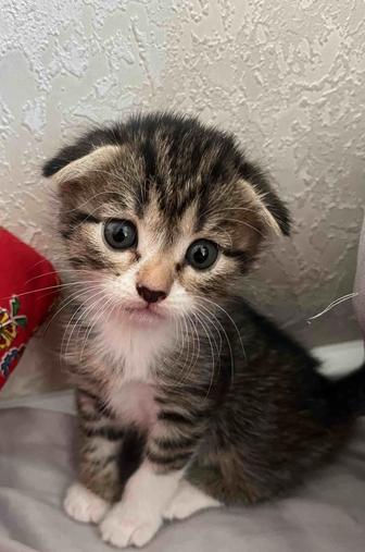 Котята 1,5 месяца шотландские