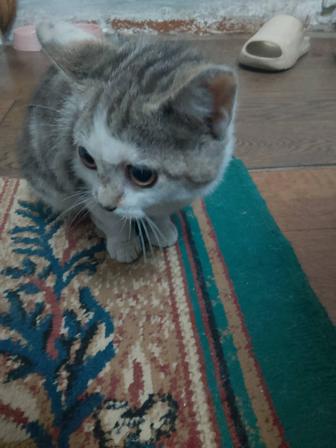 Отдам кошечку