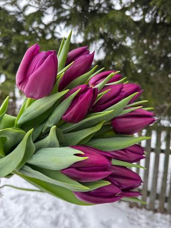 Тюльпаны премиум
