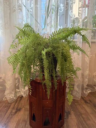 Декоративный папоротник