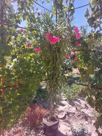 Цветы, олеандры