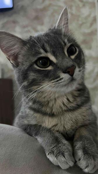 Отдам кота в хорошие руки