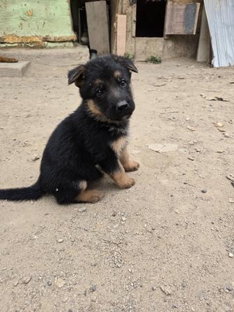 Щенки немецкой овчарки