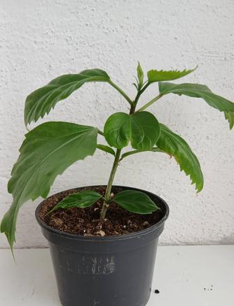 Продам комнатные растения