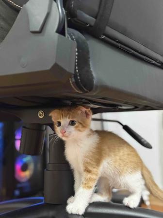 Шотландский котенок
