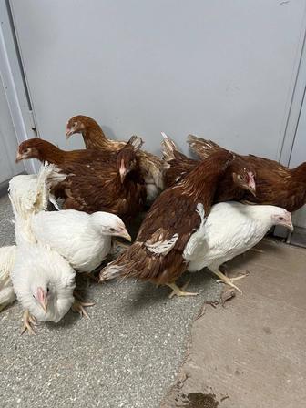Цыплята галанские несушки