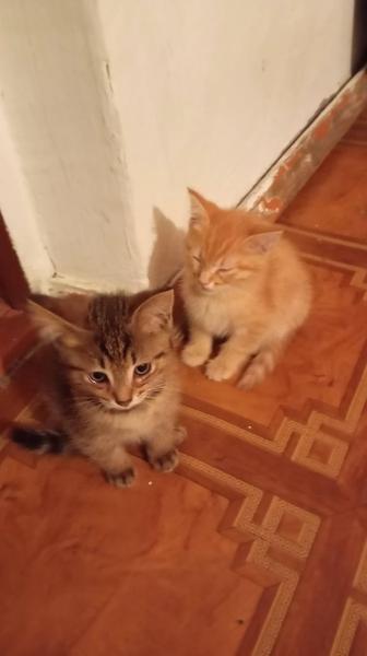 Отдам котят в хорошие руки