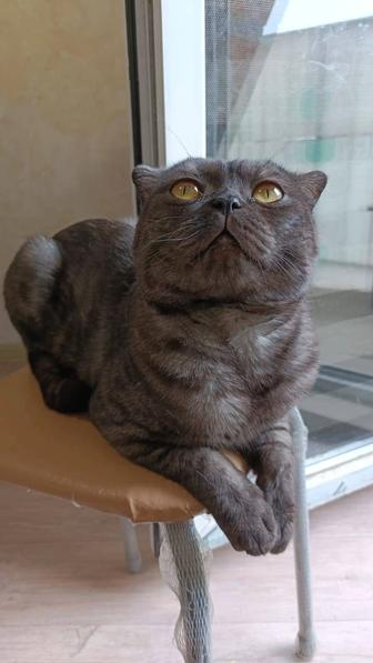 Scottish Fold - Шотландский вислоухий кот