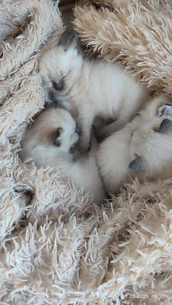 Дарю прекрасных котят!