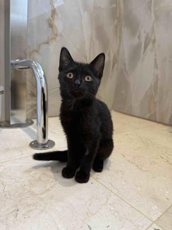 Котенок, девочка, 2 месяца