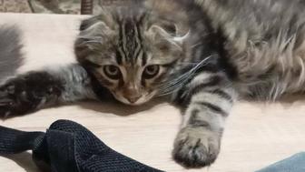кошка