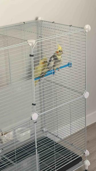 Попугай сатылады