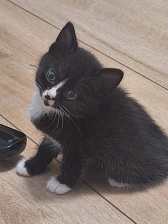 Котенок