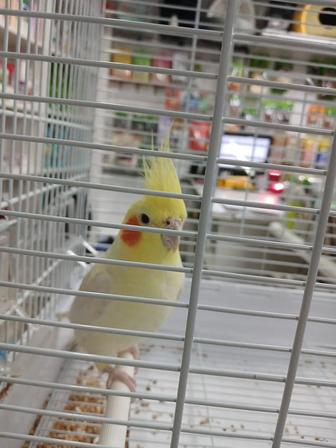 Продаются попугайчики