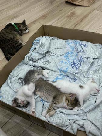 Отдаю даром котят!