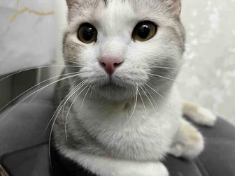 Отдаю кошку в хорошие руки