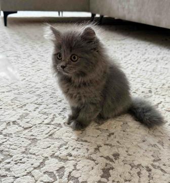 Ищу хозяев милой кошечке