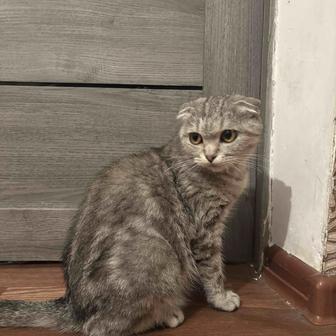 Кошка