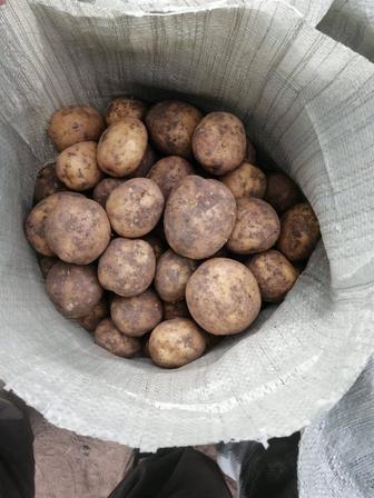 Домашняя картошка