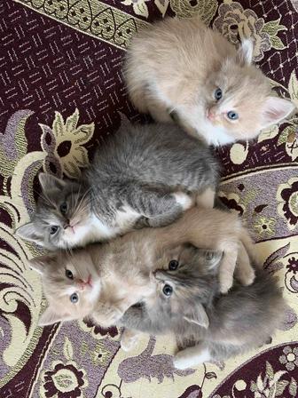 Отдам котят в хорошие руки