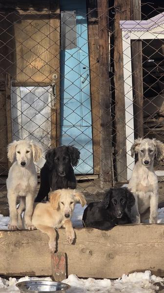 Тазы күшіктер / щенки тазы