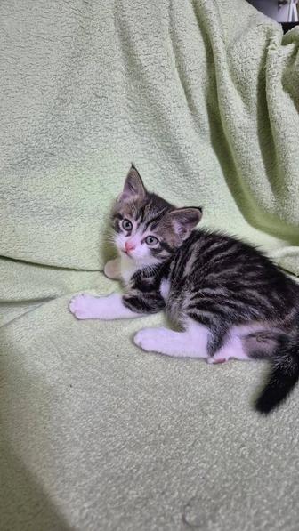 Отдам котенка в хорошие руки