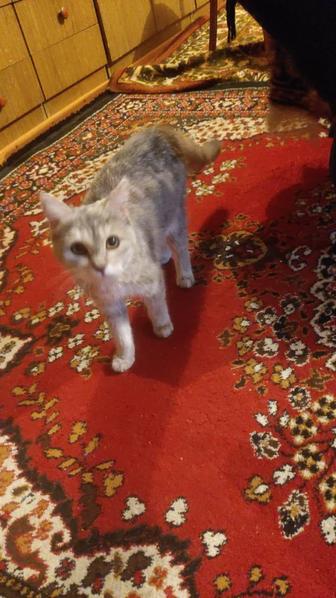 Отдам кошечку