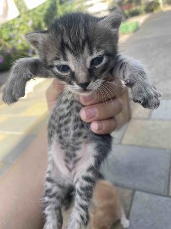 Отдам котят в добрые руки