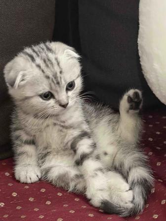 Шотландский вислоухий котенок