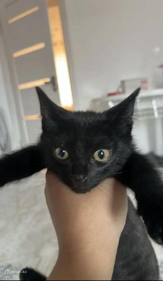 Одам котенка в хороший руки