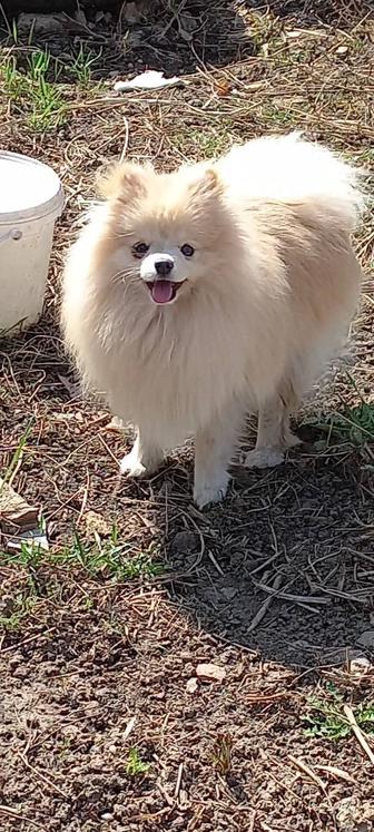 Продам померанского шпица 1 год