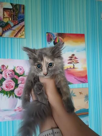 Отдам котенка от крупной кошки,наполовину мейн кун