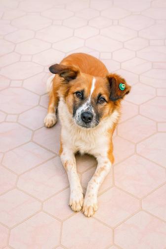 Собачка девочка в добрые руки